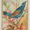 Blue Bunting.