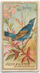 Blue Bunting.