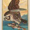 Osprey.