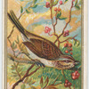 Song Sparrow.