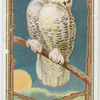 Snowy Owl.