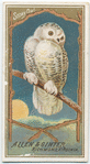 Snowy Owl.