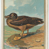 Albatross.