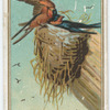 Barn Swallow.