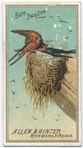 Barn Swallow.