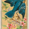 Blue Bird.