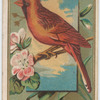 Cardinal Grosbeak.