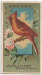Cardinal Grosbeak.