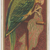 Carolina Parrot.