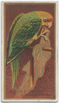 Carolina Parrot.