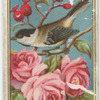 Chickadee.