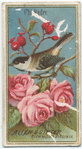 Chickadee.