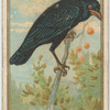 Crow.