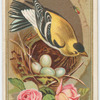 Goldfinch.