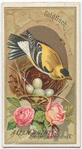 Goldfinch.