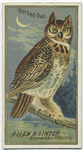 Horned Owl.