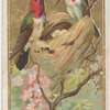 Humming Bird.