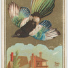 Magpie.