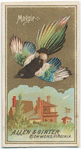 Magpie.