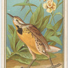 Meadow Lark.