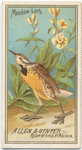 Meadow Lark.