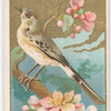 Mocking Bird.