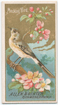 Mocking Bird.