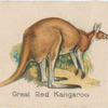 Great Red Kangaroo.