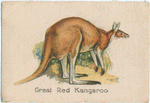 Great Red Kangaroo.