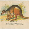 Branded Wallaby.