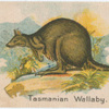 Tasmanian Wallaby.