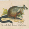 Brush Tail Rock Wallaby.