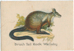 Brush Tail Rock Wallaby.