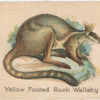 Yellow Footed Rock Wallaby.