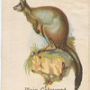 Plain Coloured Rock Wallaby.