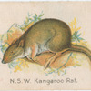 N.S.W. [New South Wales] Kangaroo Rat.