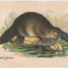 Platypus.