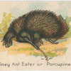 Spiney Ant Eater or Porcupine.