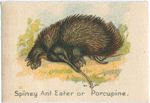 Spiney Ant Eater or Porcupine.