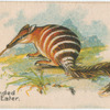 Banded Ant Eater.