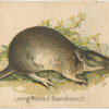 Long Nosed Bandicoot.