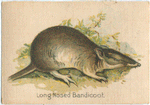Long Nosed Bandicoot.