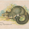 Common Grey Opossum.