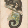 Great Flying Opossum.