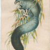 Squirrel-like Flying Opossum.