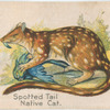 Spotted Tail Native Cat.