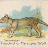 Tasmanian "Pouched" or Marsupial Wolf.