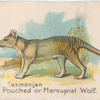 Tasmanian "Pouched" or Marsupial Wolf.