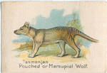 Tasmanian "Pouched" or Marsupial Wolf.
