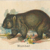 Wombat.